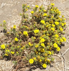 Deinandra corymbosa