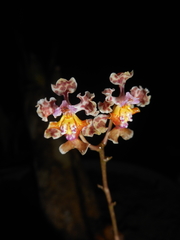 Trichocentrum oerstedii