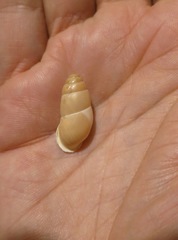 Buliminus lamprostatus