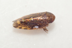 Xestocephalini