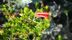 Erica discolor