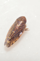 Xestocephalini