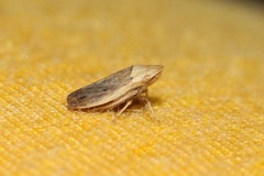 Prairiana sidana