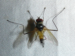 Cholomyia inaequipes