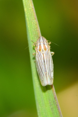 Plesiommata mollicula