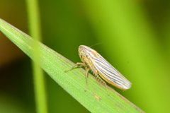 Plesiommata mollicula