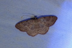 Cosymbiini