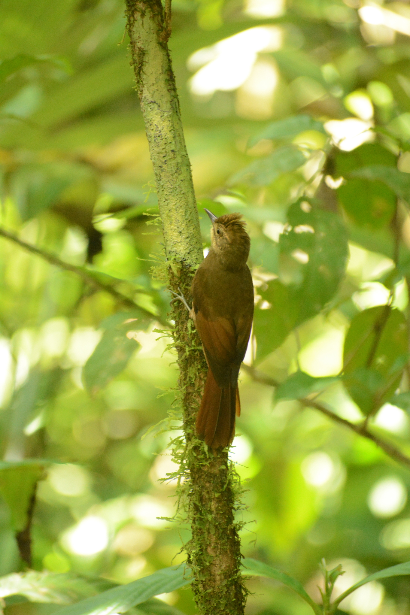Tawny-winged Woodcreeper (Dendrocincla anabatina), photo 8