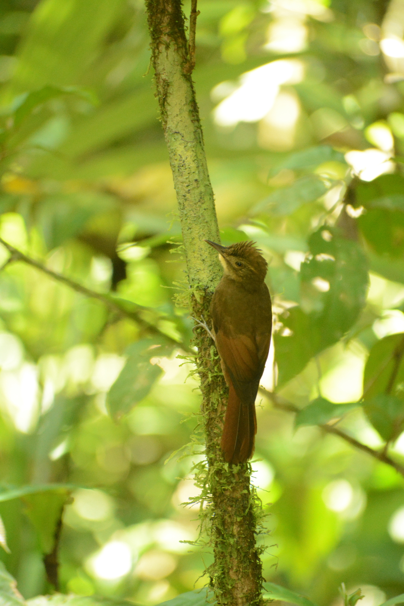 Tawny-winged Woodcreeper (Dendrocincla anabatina), photo 9