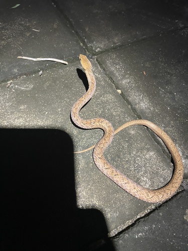 Psammodynastes pulverulentus