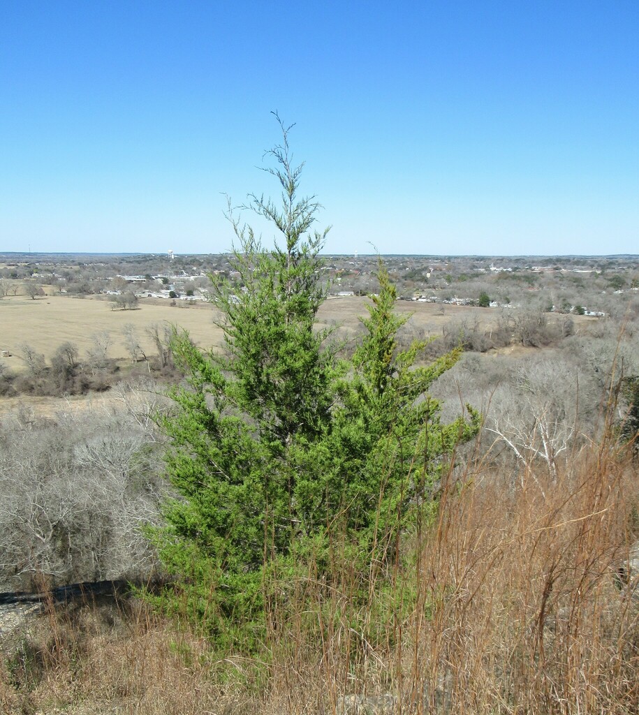 Eastern redcedar (Juniperus virginiana)