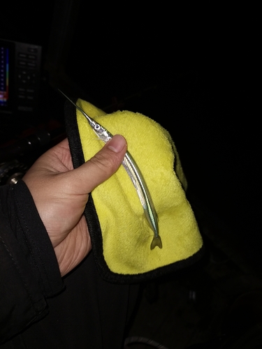Asian Pencil Halfbeak