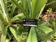 Hymenocallis choctawensis