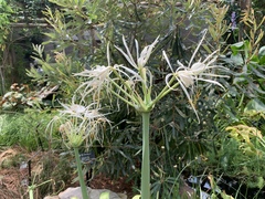 Hymenocallis choctawensis