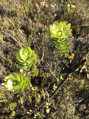 Leucadendron elimense elimense