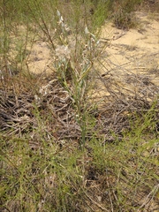 Tragopogon dasyrhynchus