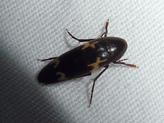 Dircaea liturata