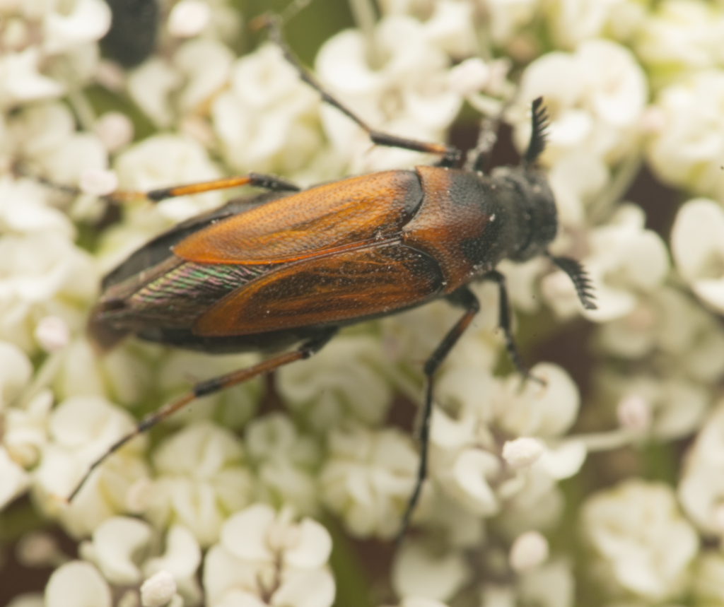 Macrosiagon gayi