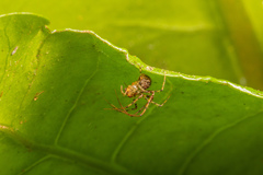 Australomimetus sennio