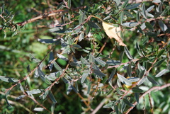 Salix repens