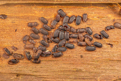 Celatoblatta vulgaris