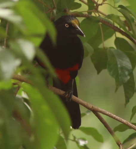 Red-bellied Grackle (Hypopyrrhus pyrohypogaster), photo 2