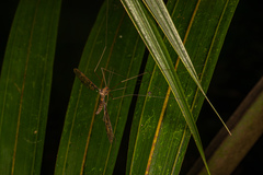 Leptotarsus binotatus