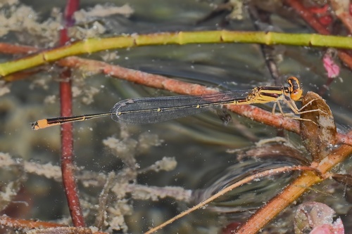 Florida Bluet photo 4