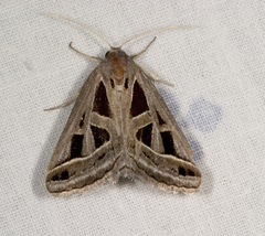 Callistege diagonalis