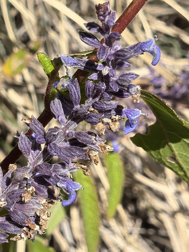 Image of Salvia lavanduloides by no rights reserved