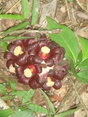 Bdallophytum americanum