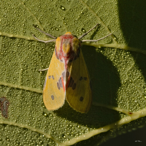 Idalus citrina