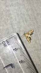 Petrophila confusalis