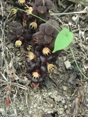 Bdallophytum americanum