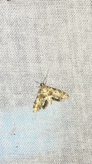 Petrophila confusalis