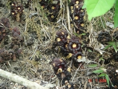 Bdallophytum americanum