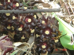 Bdallophytum americanum