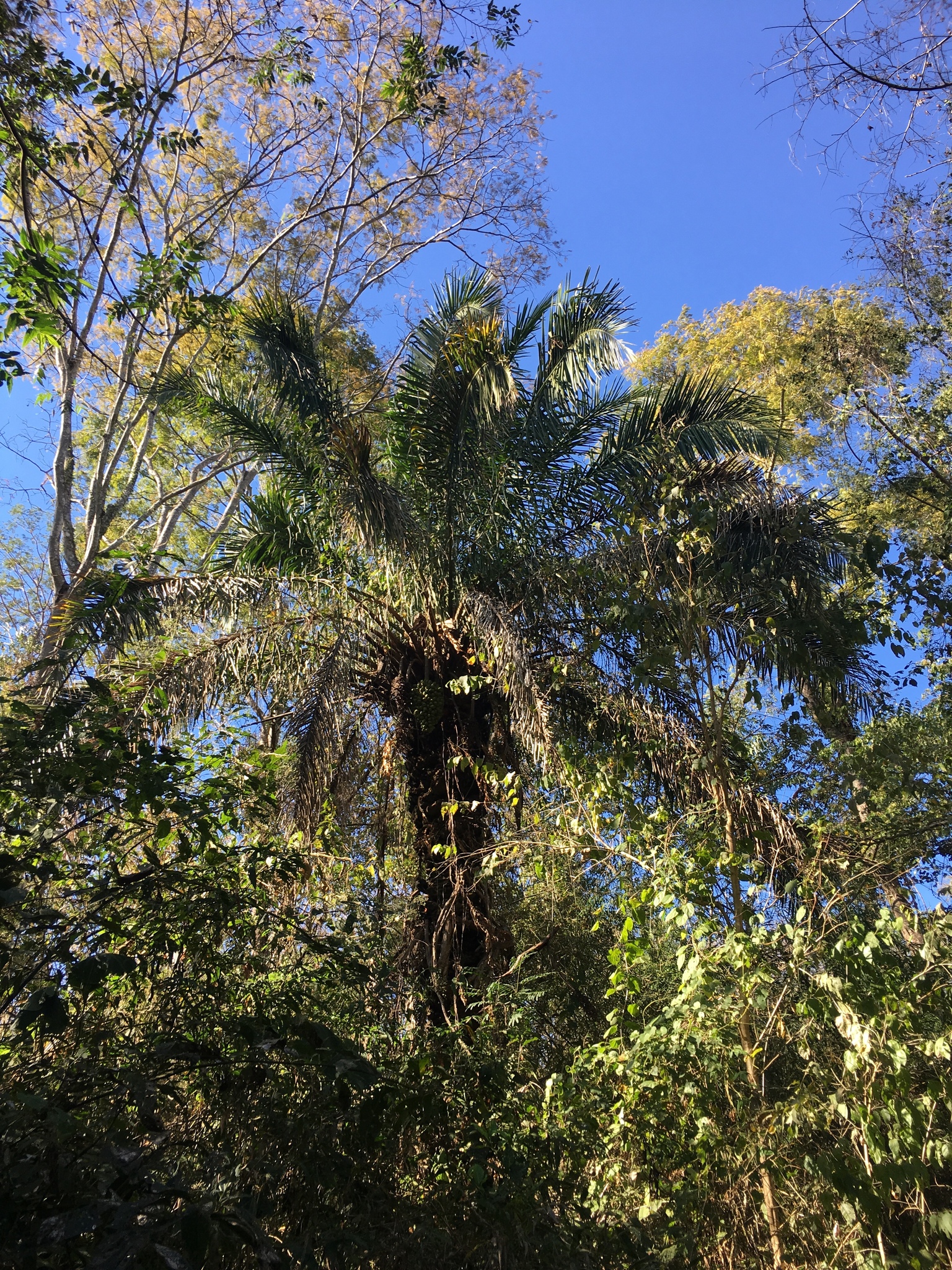Attalea phalerata