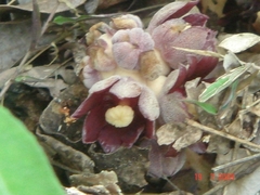Bdallophytum americanum