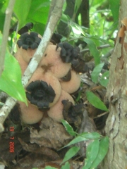 Bdallophytum americanum