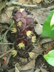 Bdallophytum americanum