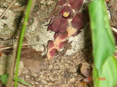 Bdallophytum americanum