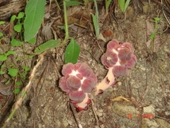 Bdallophytum americanum
