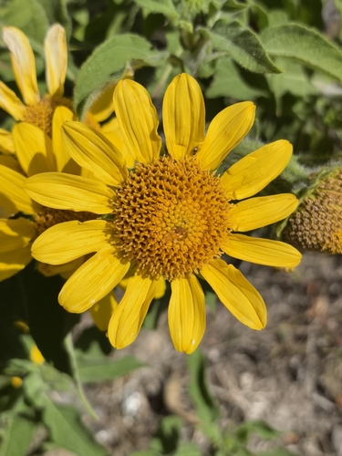 Image of Tithonia Calva (Tithonia calva) by no rights reserved