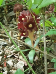 Bdallophytum americanum