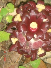 Bdallophytum americanum