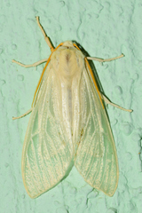 Amastus alba