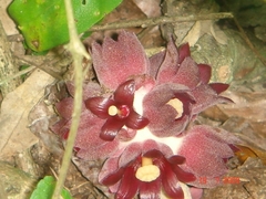 Bdallophytum americanum