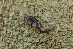 Newzealandia