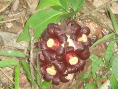 Bdallophytum americanum